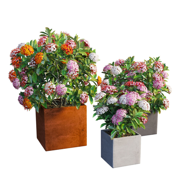 Ixora planter 03