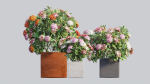 Ixora planter 03