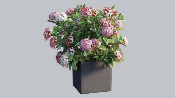 Ixora planter 03