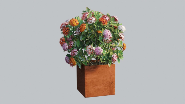 Ixora planter 03