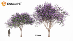 Jacaranda mimosifolia