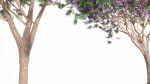 Jacaranda mimosifolia