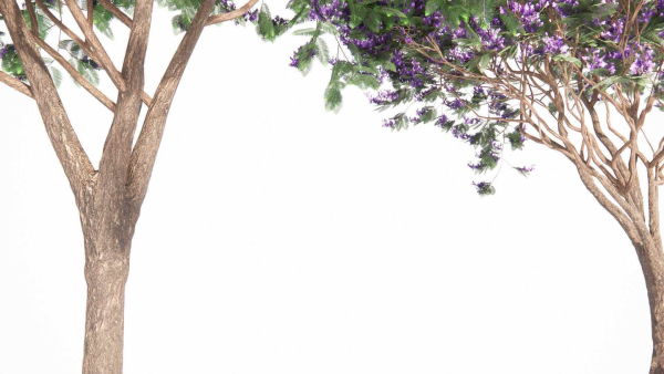 Jacaranda mimosifolia