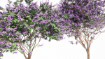 Jacaranda mimosifolia