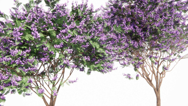 Jacaranda mimosifolia
