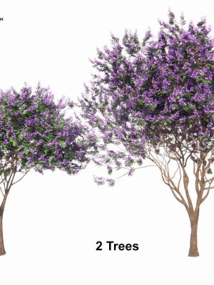 Jacaranda mimosifolia