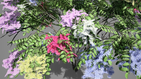Japanese Angelica Colors Tree