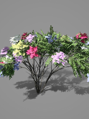 Japanese Angelica Colors Tree
