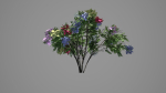 Japanese Angelica Colors Tree