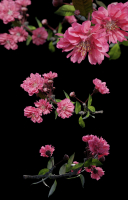 Japanese Cherry Blossom v2 - Branch for Particle Generation