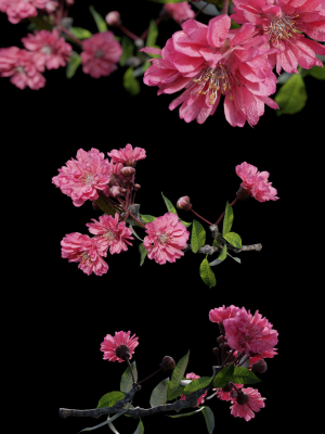 Japanese Cherry Blossom v2 - Branch for Particle Generation