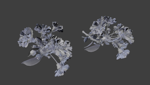 Japanese Cherry Blossom v2 - Branch for Particle Generation