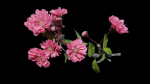 Japanese Cherry Blossom v2 - Branch for Particle Generation