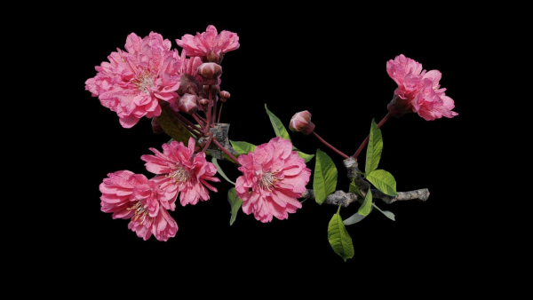 Japanese Cherry Blossom v2 - Branch for Particle Generation