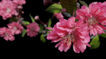 Japanese Cherry Blossom v2 - Branch for Particle Generation