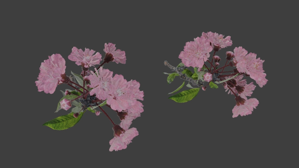 Japanese Cherry Blossom v2 - Branch for Particle Generation