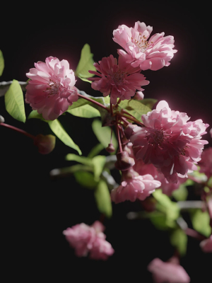 japanese-cherry-blossom-v2-branch-for-particle-generation-3d-model-7df0488561