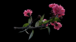 Japanese Cherry Blossom v2 - Branch for Particle Generation