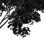 Japanese Cherry Leaf and Water gum-3 trees