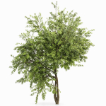 Japanese Cherry Leaf and Water gum-3 trees