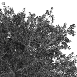 Japanese Cherry Leaf and Water gum-3 trees