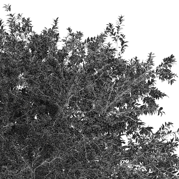 Japanese Cherry Leaf and Water gum-3 trees