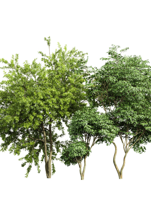 Japanese Cherry Leaf and Water gum-3 trees