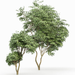 Japanese Cherry Leaf and Water gum-3 trees