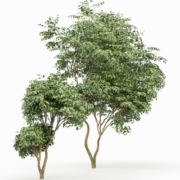 Japanese Cherry Leaf and Water gum-3 trees