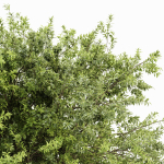 Japanese Cherry Leaf and Water gum-3 trees