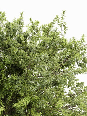 japanese-cherry-leaf-and-water-gum-3-trees-3d-model-9668234f0d