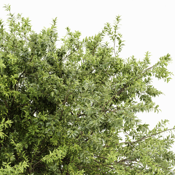 Japanese Cherry Leaf and Water gum-3 trees