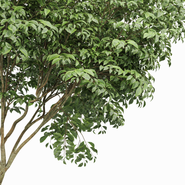 Japanese Cherry Leaf and Water gum-3 trees