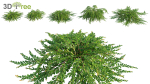 Japanese garden - Bundle 06