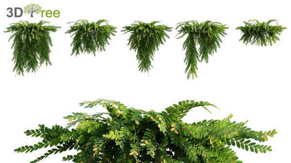 Japanese garden - Bundle 06