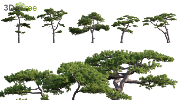 Japanese garden - Bundle 06