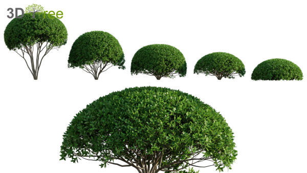 Japanese garden - Bundle 06