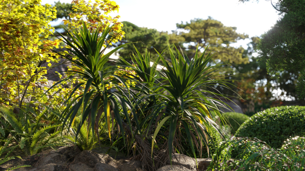 Japanese garden - Bundle 06