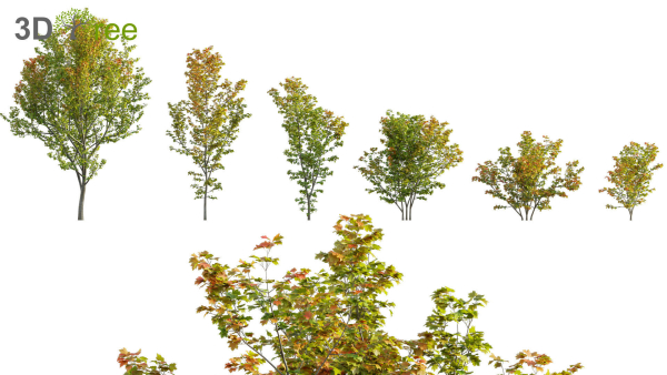 Japanese garden - Bundle 06