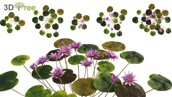 Japanese garden - Bundle 06