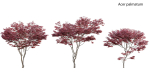Japanese maple - Acer palmatum 01