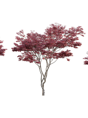 Japanese maple - Acer palmatum 01