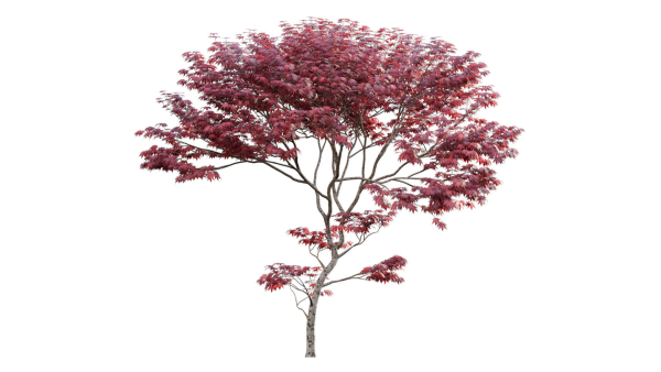 Japanese maple - Acer palmatum 01