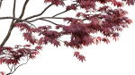 Japanese maple - Acer palmatum 01