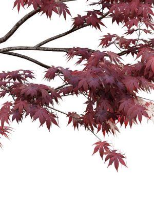 japanese-maple-acer-palmatum-01-3d-model-73f250f51d