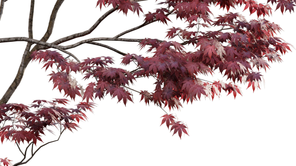 Japanese maple - Acer palmatum 01