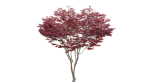 Japanese maple - Acer palmatum 01