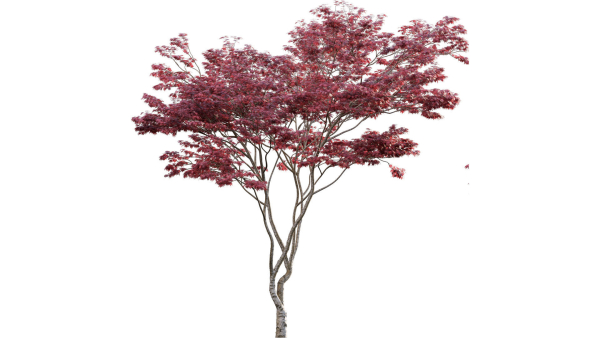 Japanese maple - Acer palmatum 01