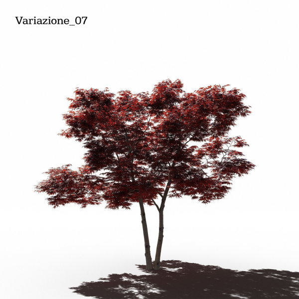 Japanese Maple Dissectum - Animated
