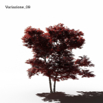 Japanese Maple Dissectum - Animated